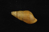 藏品(川蜷)的圖片